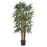 4 foot Biggy Bamboo Tree: Potted