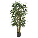 4 foot Biggy Bamboo Tree: Potted