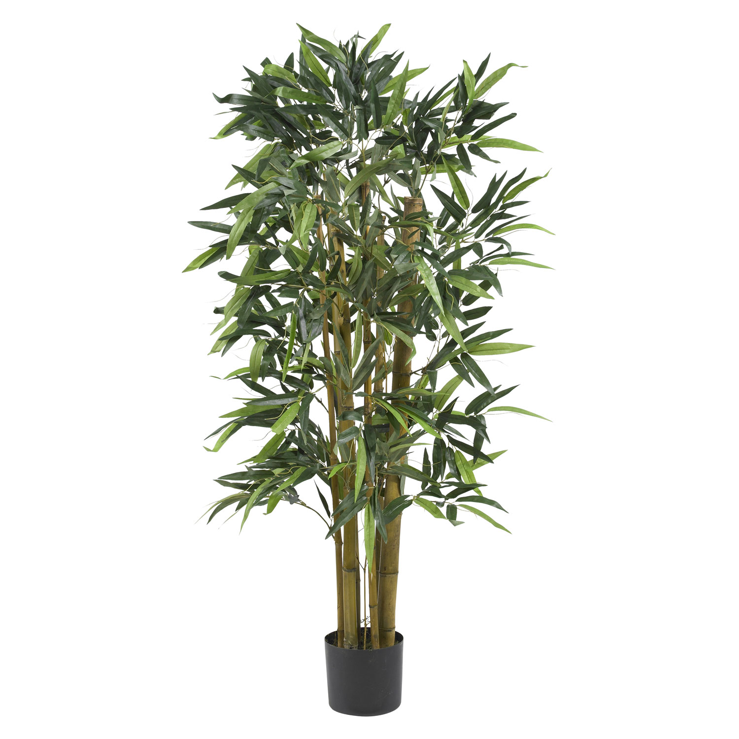 4 foot Biggy Bamboo Tree: Potted