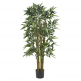 4 foot Biggy Bamboo Tree: Potted