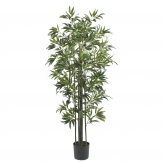 6 foot Bamboo Tree with Green Trunks: Potted