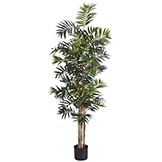 6 foot Bamboo Palm Tree: Potted