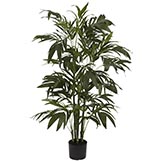 4 foot Bamboo Palm Tree: Potted