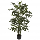 4 foot Bamboo Palm Tree: Potted