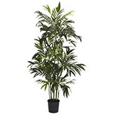 6 foot Bamboo Palm Tree: Potted