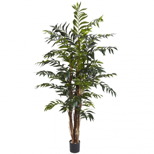 5 foot Bamboo Palm Tree: Potted