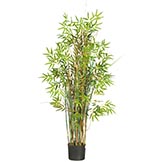 5 foot Bamboo Grass: Potted