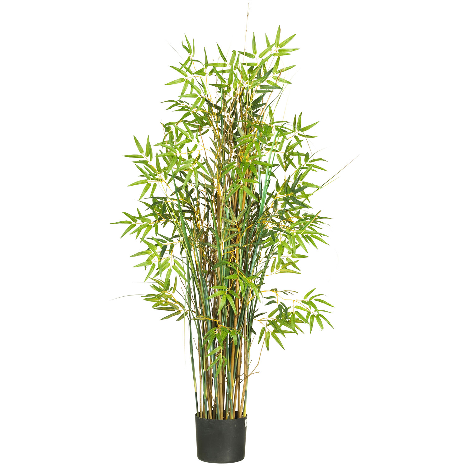 5 Foot Bamboo Grass: Potted