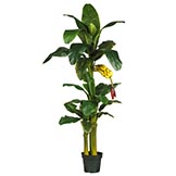 6 foot Triple Stalk Banana Tree with Bananas: Potted