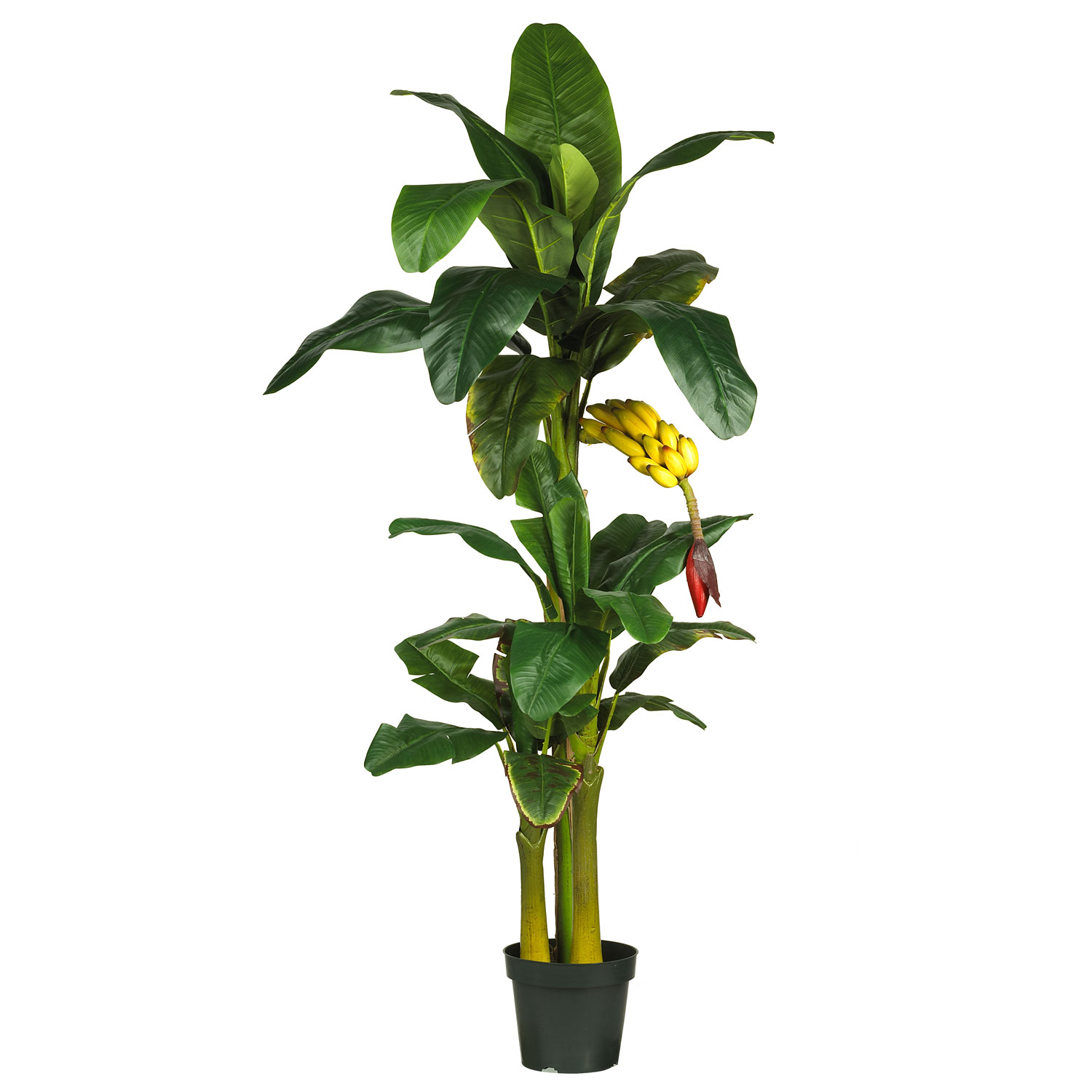 6 Foot Triple Stalk Banana Tree With Bananas: Potted