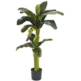 3 foot and 5 foot Banana Palm Tree with Bananas: Potted