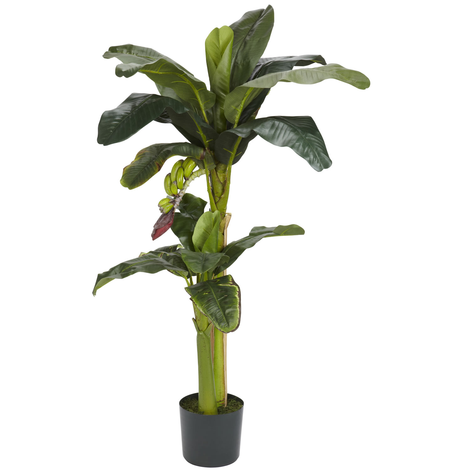 3 Foot And 5 Foot Banana Palm Tree With Bananas: Potted