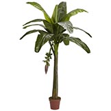 6 foot Banana Palm Tree: Potted