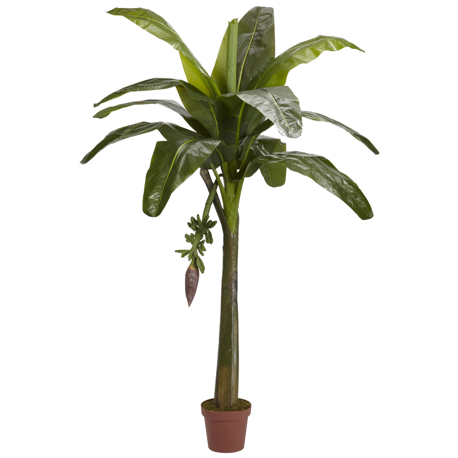 6 Foot Banana Palm Tree: Potted