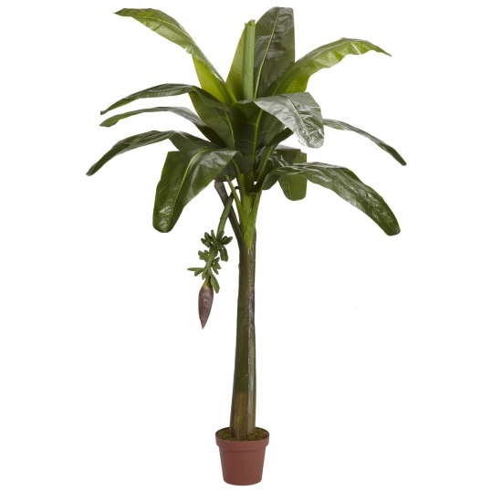 6 foot Banana Palm Tree: Potted