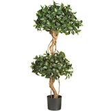 4 foot Sweet Bay Double Ball Topiary: Potted