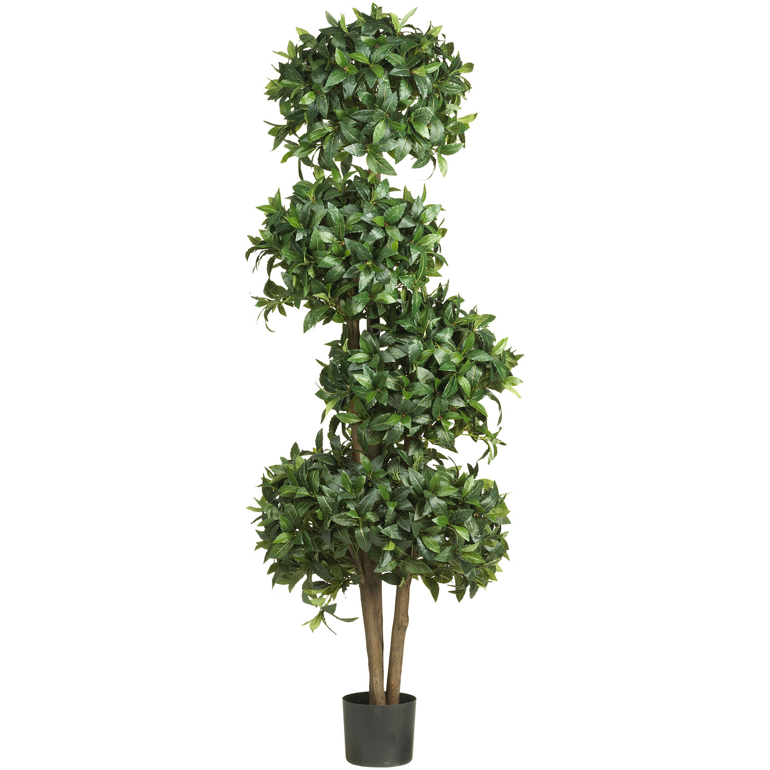 inch Sweet Bay 4 Ball Topiary: Potted