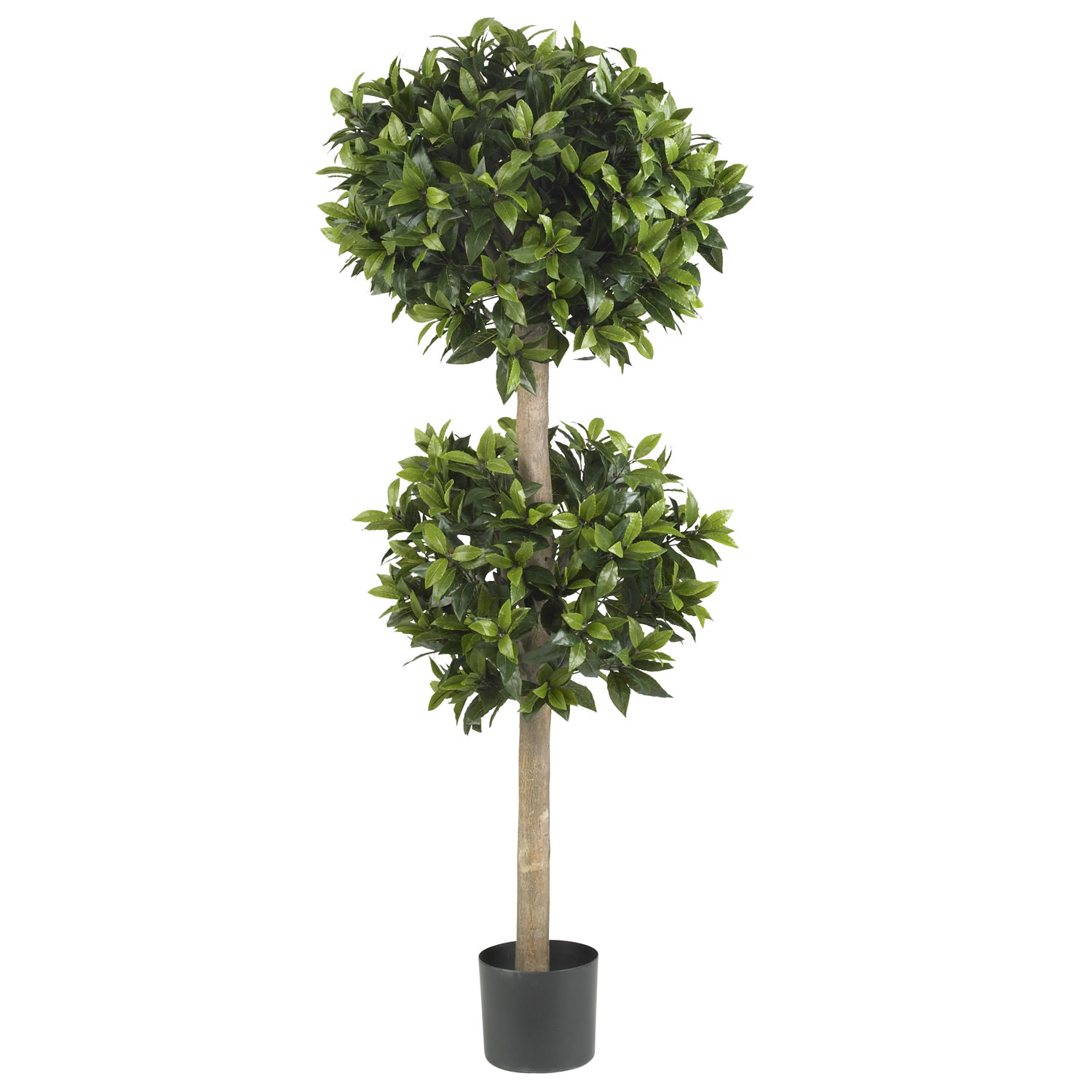 57 Inch Sweet Bay Double Ball Topiary Tree: Potted