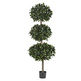 69 inch Sweet Bay Triple Ball Tree: Potted