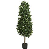 5 foot Sweet Bay Pyramid Topiary: Potted