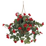 24 inch Begonia in Hanging Basket
