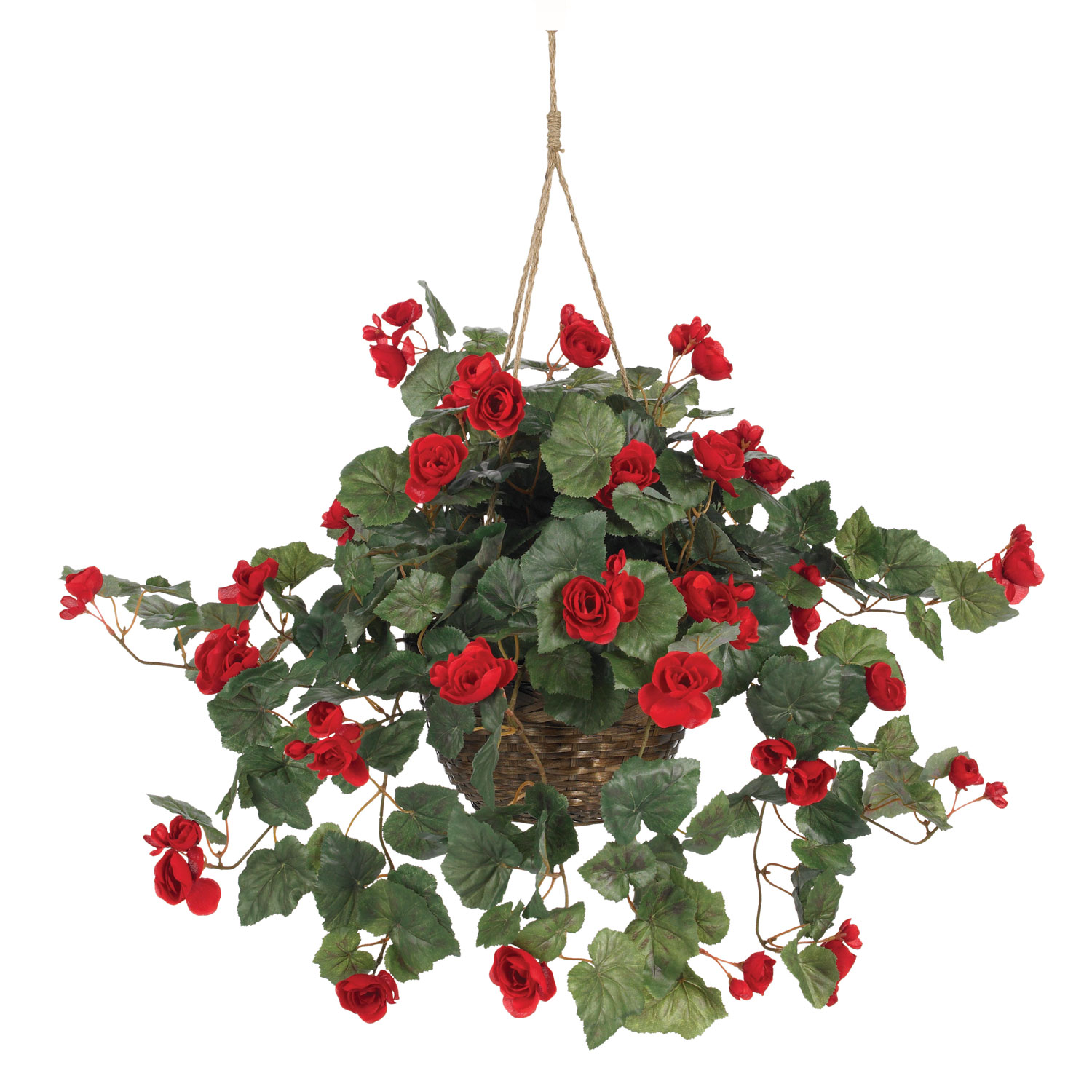 24 Inch Begonia In Hanging Basket