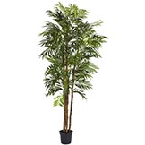 6 foot Bella Palm Tree: Potted