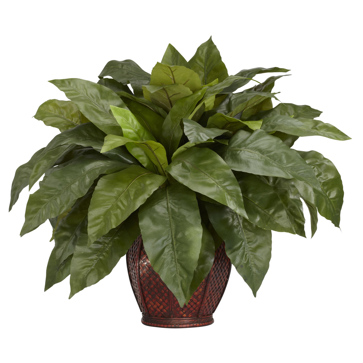 23 Inch Birds Nest Fern In Decorative Vase