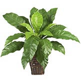 22 inch Birds Nest Fern in Wicker Basket