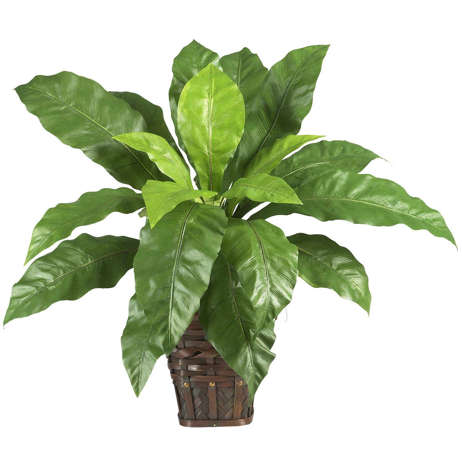 22 inch Birds Nest Fern in Wicker Basket
