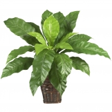 22 inch Birds Nest Fern in Wicker Basket