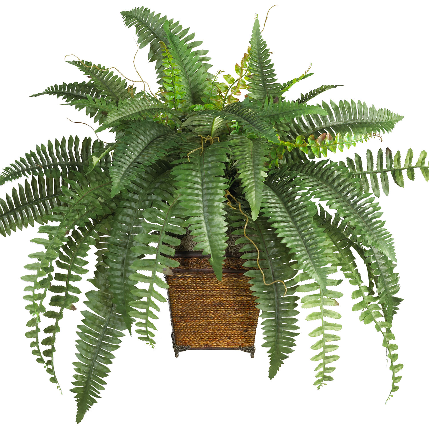 Boston Fern In Wood Wicker Basket