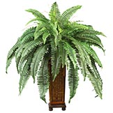 33 inch Boston Fern in Decorative Wood Vase