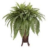 38 inch Boston Fern in Stand