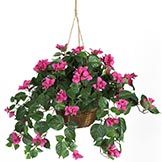 24 inch Bougainvillea in Hanging Basket