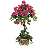 34 inch Bougainvillea Topiary in Wood Box