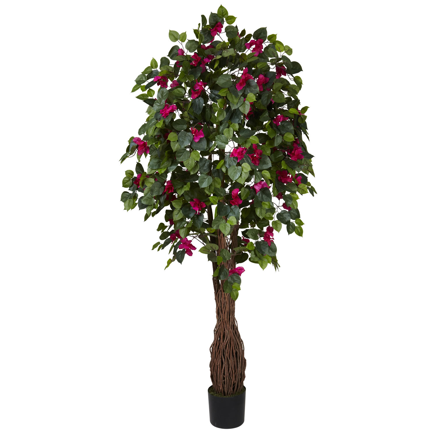 6 Foot Multi Vine Bougainvillea Tree: Potted