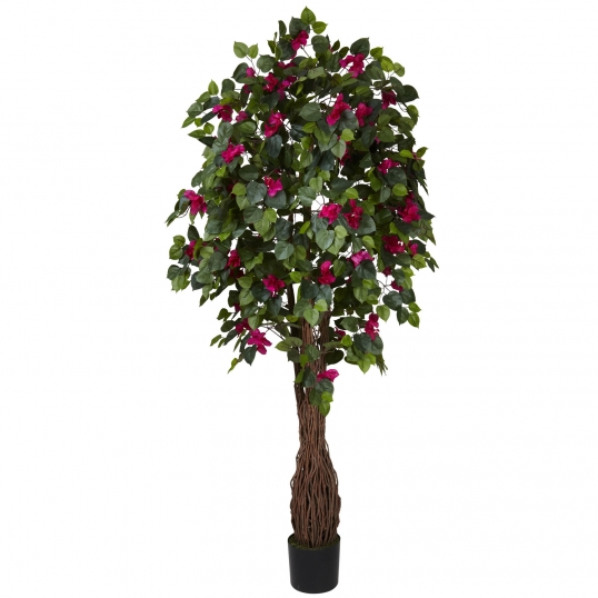 6 foot Multi Vine Bougainvillea Tree: Potted