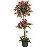 5 foot Mini Bougainvillea Topiary: Potted