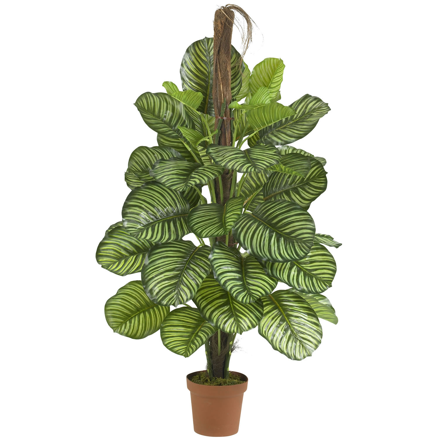 52 inch Calathea Plant: Potted | 6588