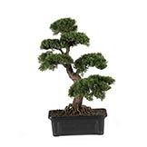 24 inch Cedar Bonsai