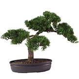 16 inch Cedar Bonsai