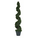 4 foot Cedar Spiral Topiary: Potted