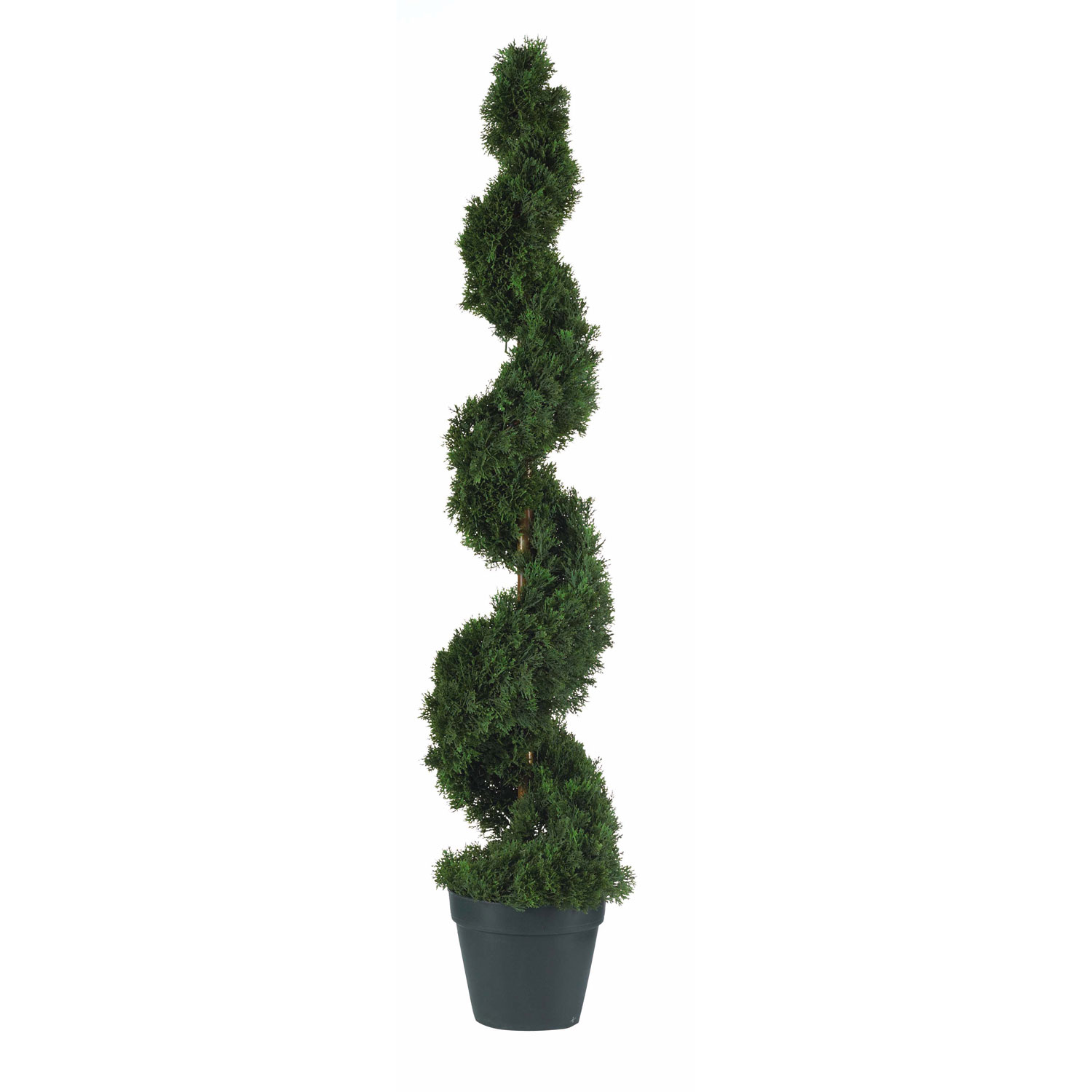 4 foot Cedar Spiral Topiary Potted 5076