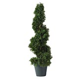 2 foot Cedar Spiral Topiary: Potted
