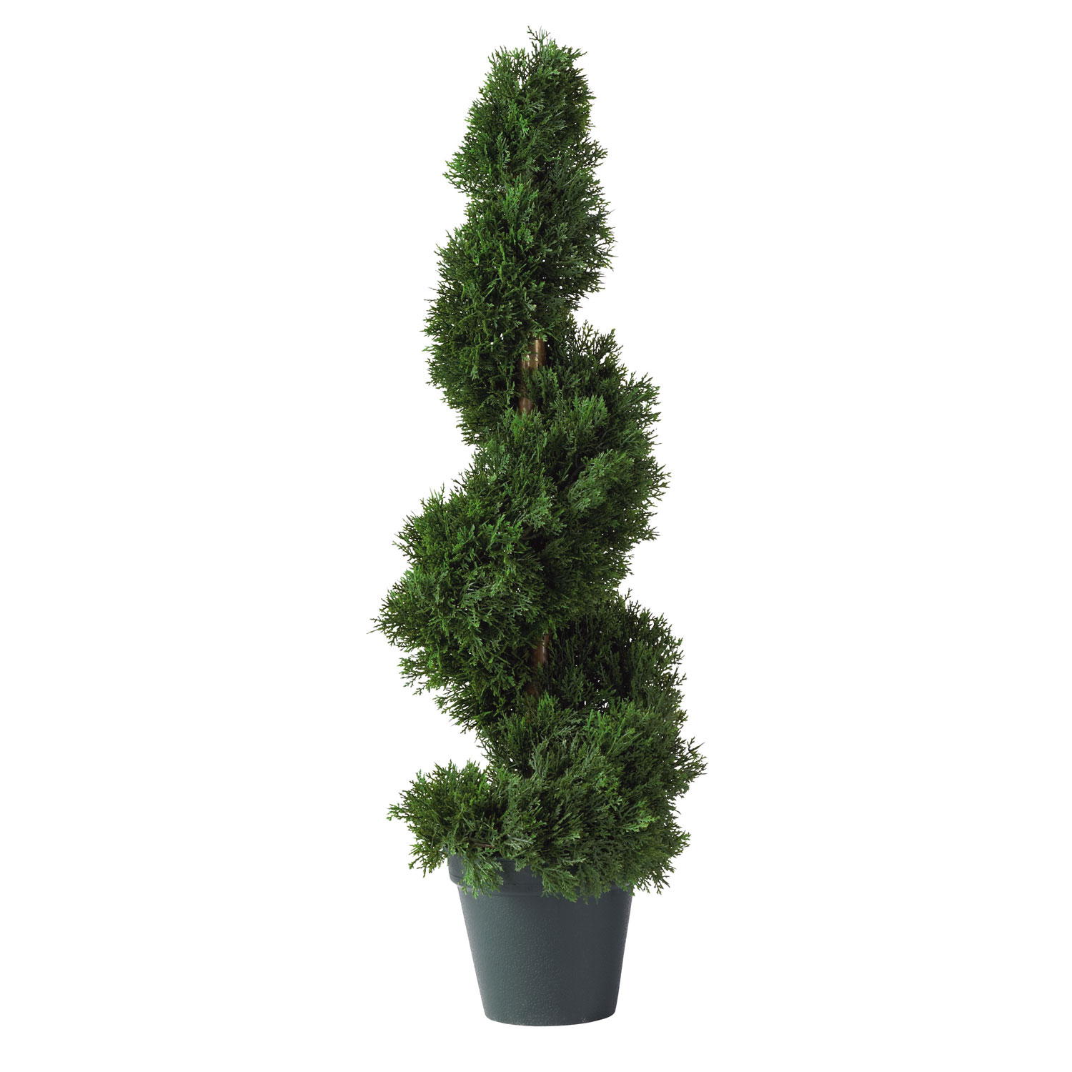 2 Foot Cedar Spiral Topiary: Potted