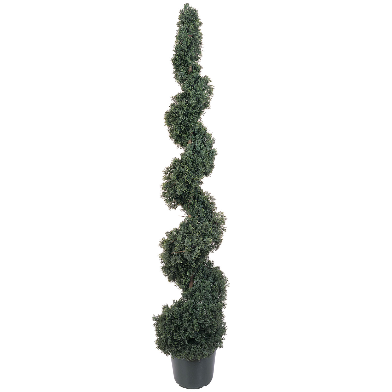 5 Foot Cedar Spiral Topiary: Potted