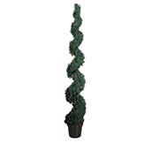 6 foot Cedar Spiral Topiary: Potted