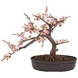 Cherry Blossom Bonsai