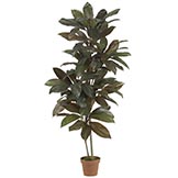 5 foot Cordyline Plant: Potted